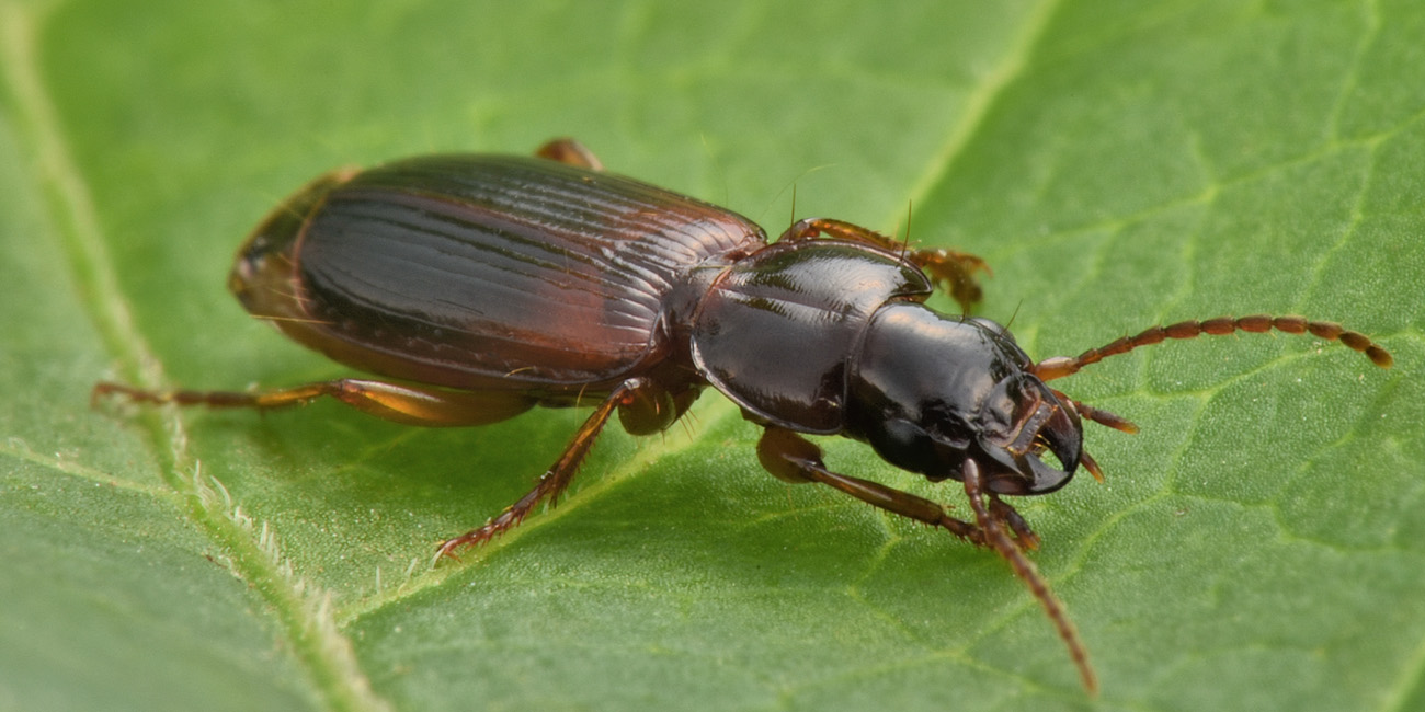 Carabidae: Potrebbe essere lui? cerrrto che  lui! Pseudomasorerus canigoulensis